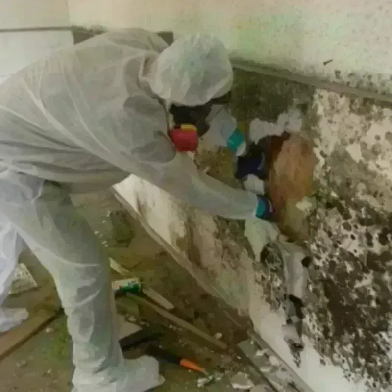 Mold Remediation and Removal in Polk County, MO